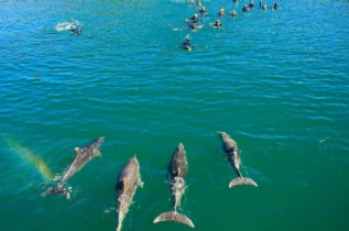 Dolphin Swim Tour à Picton